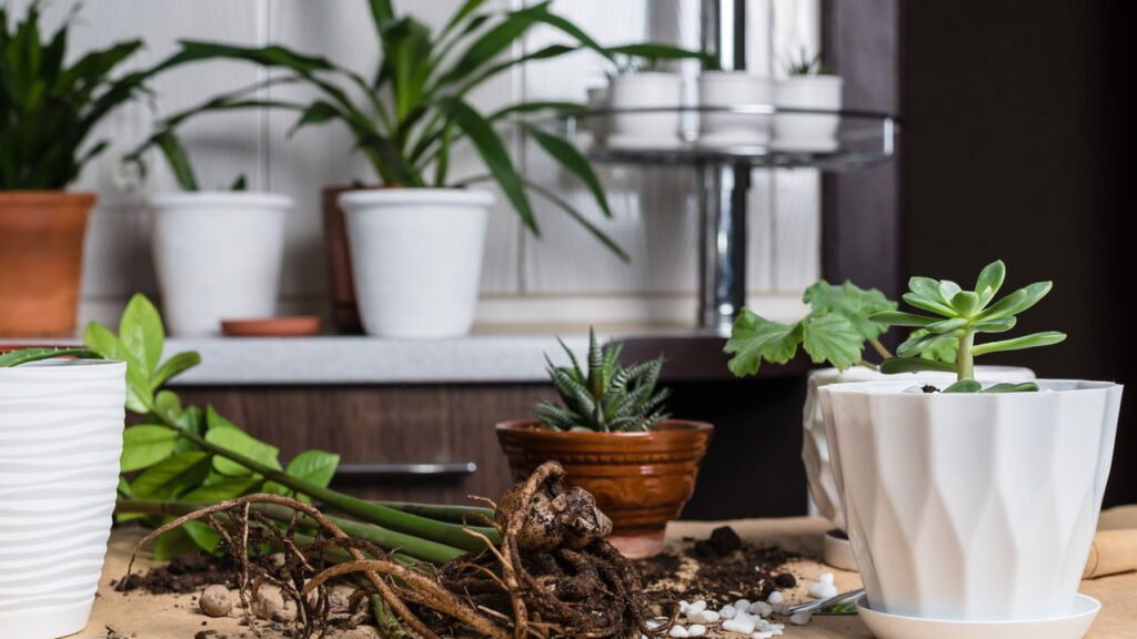 Como transformar sua casa com essas plantas ornamentais fáceis de cuidar