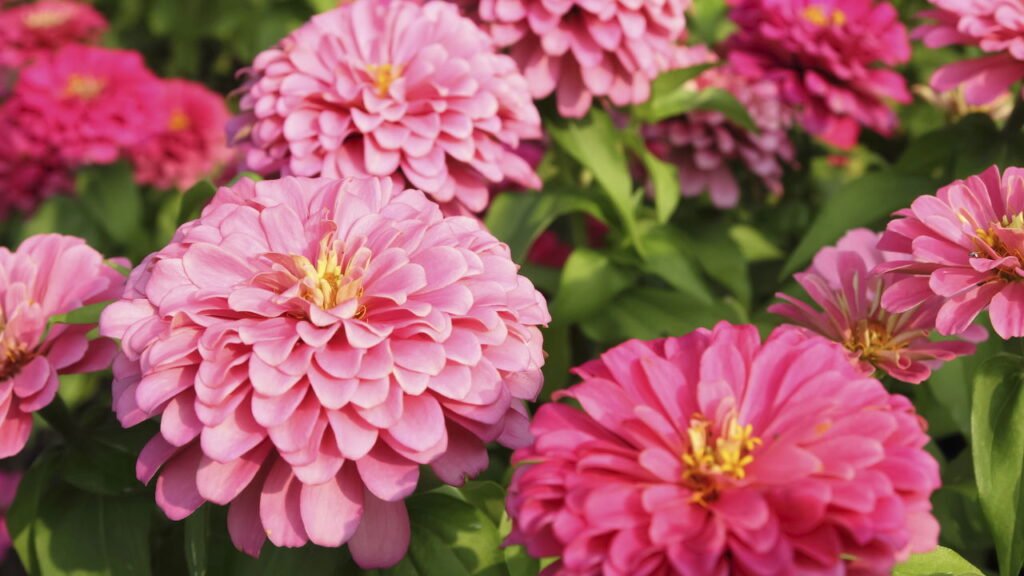Três flores ideais para cultivar em setembro e deixar o jardim mais bonito