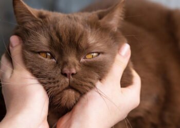 O que significa quando uma pessoa sempre acaricia gatos, segundo a psicologia