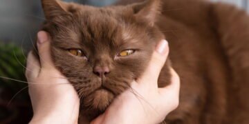 O que significa quando uma pessoa sempre acaricia gatos, segundo a psicologia