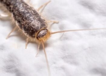 Dicas caseiras para eliminar traças dos armários