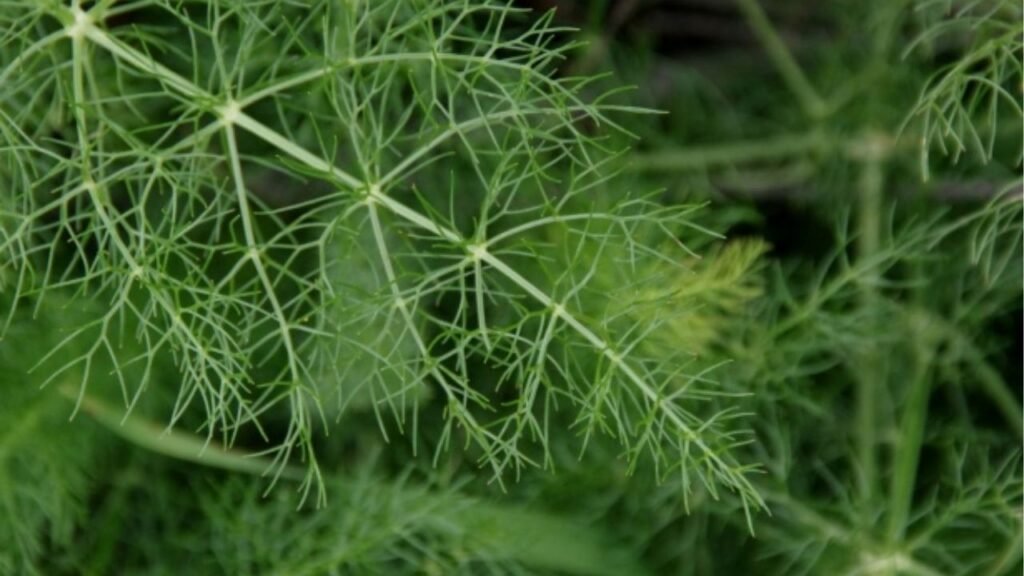 Essa erva natural pode ser a resposta para cólicas e desconfortos