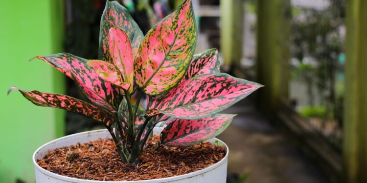 A aglaonema vermelha ilumina qualquer ambiente com suas folhas - Créditos: depositphotos.com / jamaludinyusup