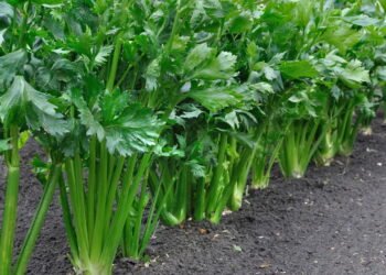 O vegetal esquecido que ajuda na imunidade e na saúde dos ossos