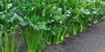 O vegetal esquecido que ajuda na imunidade e na saúde dos ossos