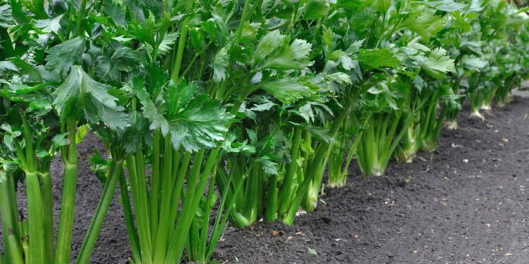 O aipo é valorizado por seu conteúdo de fibras e água - Créditos: depositphotos.com / york010