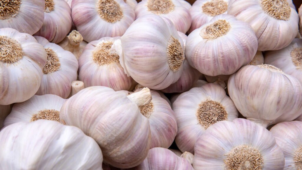 Plante alho em casa com um dente e colha uma cabeça inteira