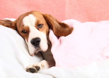 Câncer em pets, como lidar e o que fazer para ajudar