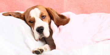 Câncer em pets, como lidar e o que fazer para ajudar