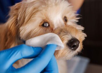 Perda de pelos ao redor dos olhos em pets exige atenção imediata