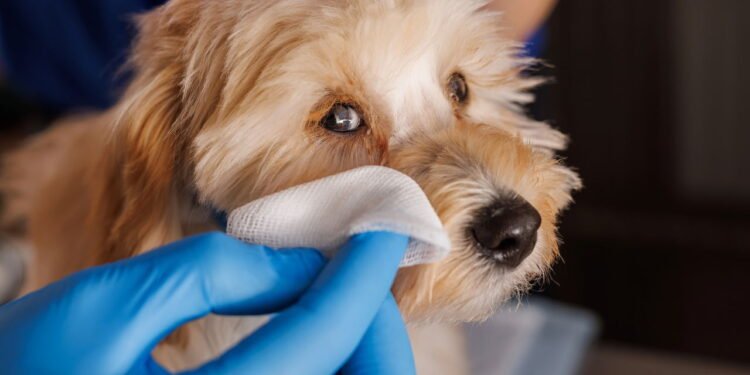 Perda de pelos ao redor dos olhos em pets exige atenção imediata