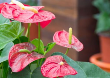 Essa planta tropical fácil de cuidar transforma qualquer ambiente da casa