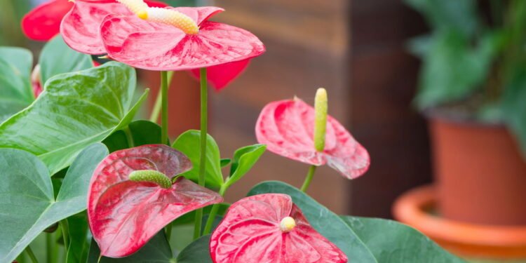 Essa planta tropical fácil de cuidar transforma qualquer ambiente da casa