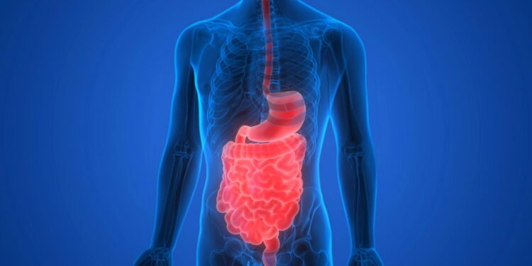 Cientistas acreditam ter descoberto o propósito original do ânus: ele não é apenas para excrementos?
