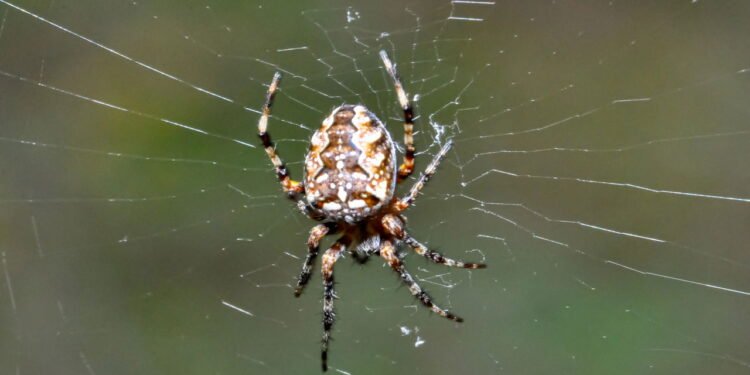 A presença de aranhas em casa pode revelar uma mensagem importante