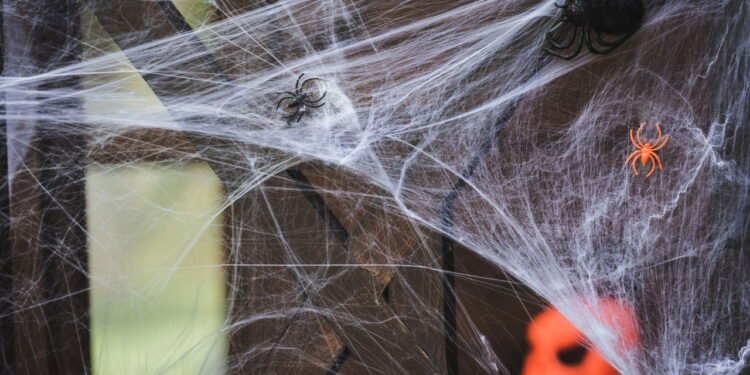 A presença de aranhas em casa pode revelar uma mensagem importante