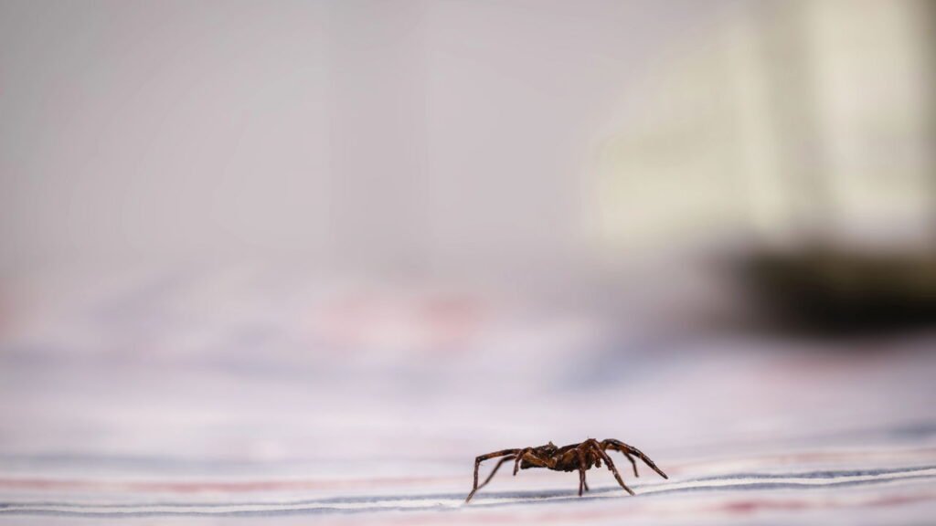 Mantenha as aranhas longe da sua casa com essa misturinha simples e barata