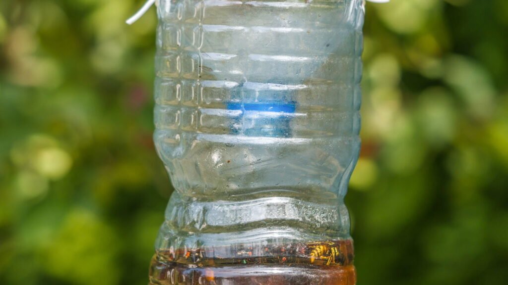 Os truques naturais mais eficazes para afastar vespas de casa