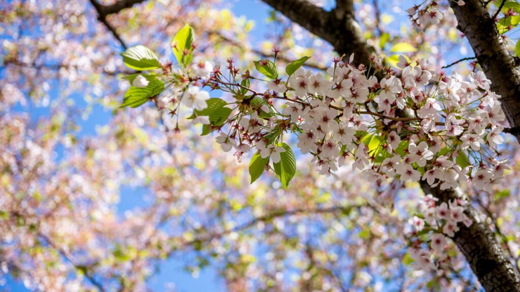 Setembro é mês de poda, veja três árvores que produzem mais quando cuidadas agora
