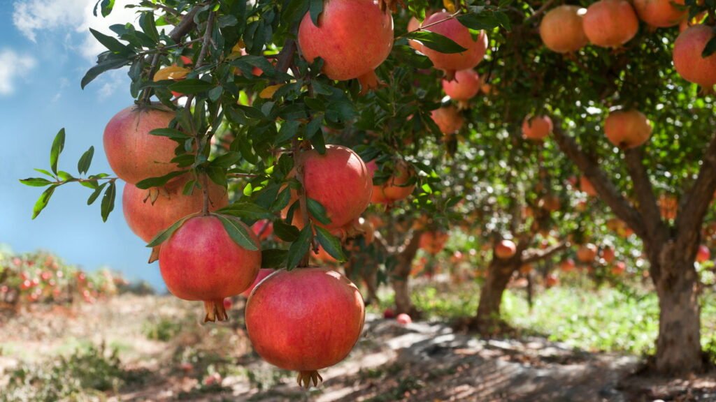 Essas árvores são ideais para plantar em varandas pequenas e urbanas