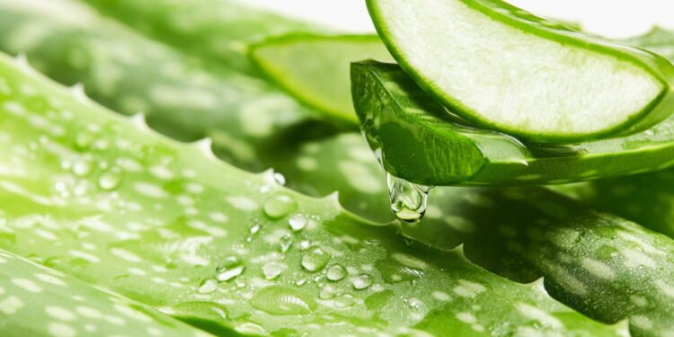 Suco de babosa com só 8 calorias refresca, melhora a digestão e ainda tem gosto de limão