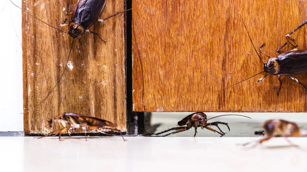 Troquei produtos químicos por hortelã e minha casa ficou livre de baratas