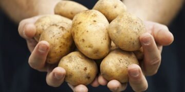 Novo estudo investiga qual a maneira de preparar batatas é mais saudável