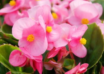 A planta perfeita para deixar sua casa mais bonita sem esforço