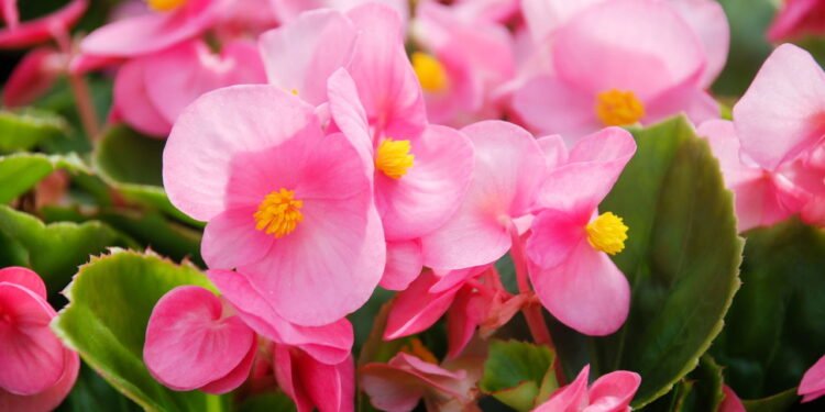 A planta perfeita para deixar sua casa mais bonita sem esforço