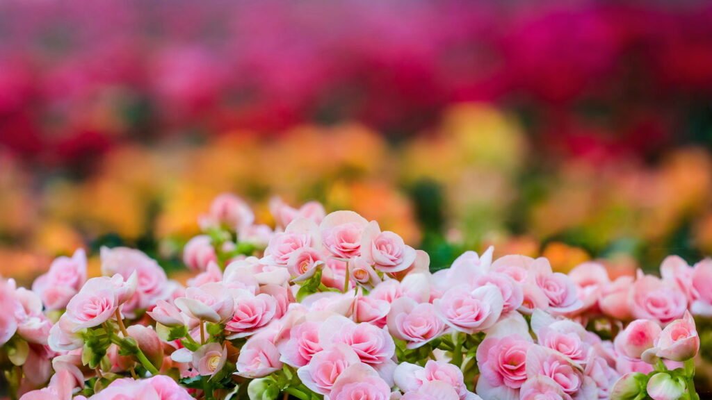A planta perfeita para deixar sua casa mais bonita sem esforço