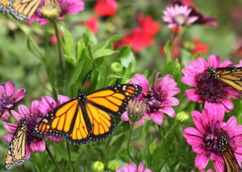Plantas que atraem borboletas deixam seu jardim mais vivo