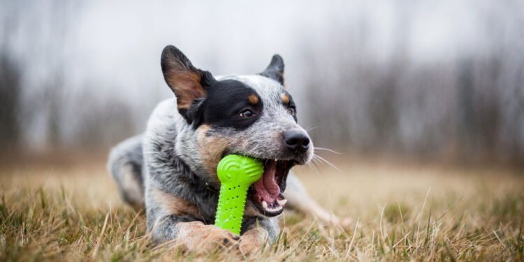Como escolher brinquedos da forma correta que atraem seu cachorro
