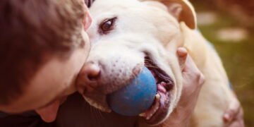 Cachorro traz brinquedos