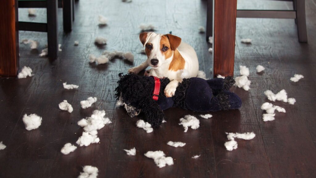 Seu cachorro destrói tudo? Saiba como resolver o problema