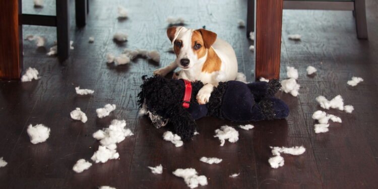 Seu cachorro destrói tudo? Saiba como resolver o problema