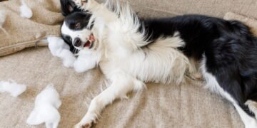 Voz aguda e carinhosa desperta mais interesse dos cães, revela pesquisa