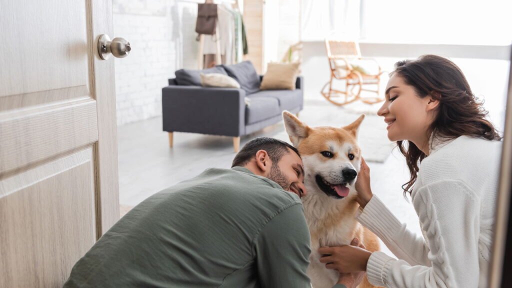 Esses cães precisam de exercícios intensos e estímulos mentais todos os dias