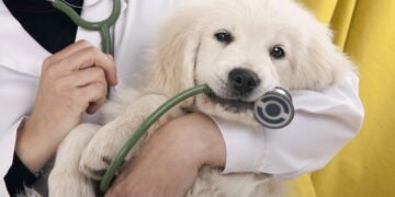 Os principais sinais de dor silenciosa em cães que você deve saber