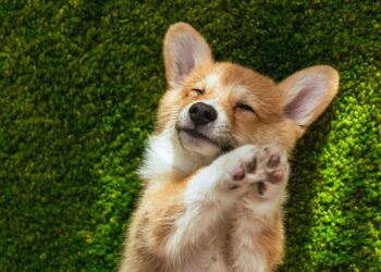 Por que algumas pessoas não gostam de cães segundo a psicologia