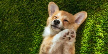 Por que algumas pessoas não gostam de cães segundo a psicologia