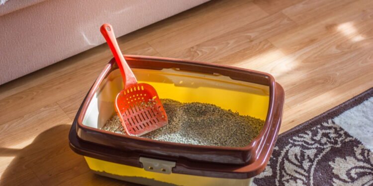 Por que a caixa de areia deve ficar longe da comida do gato segundo veterinários