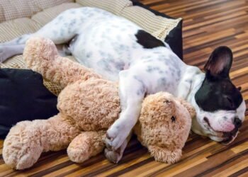 Como ensinar seu cão a ficar sozinho em casa sem gerar ansiedade