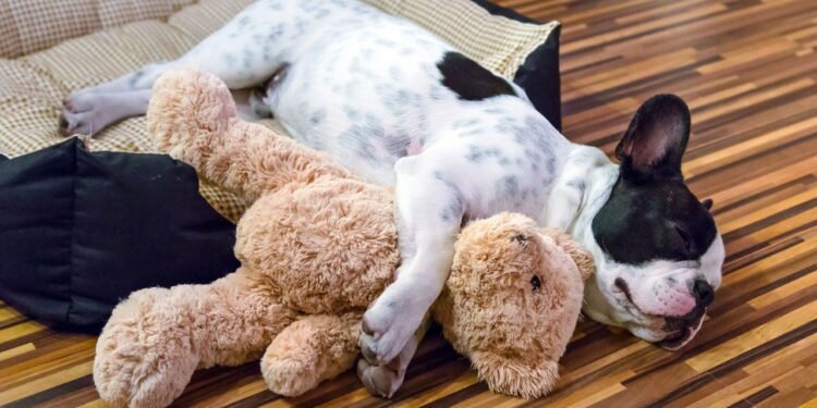 Como ensinar seu cão a ficar sozinho em casa sem gerar ansiedade