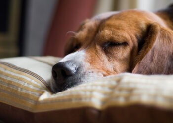 Como fazer cães e gatos viverem em harmonia