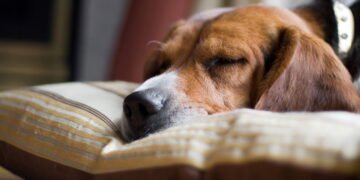 Como fazer cães e gatos viverem em harmonia