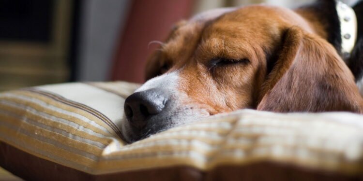 Como fazer cães e gatos viverem em harmonia