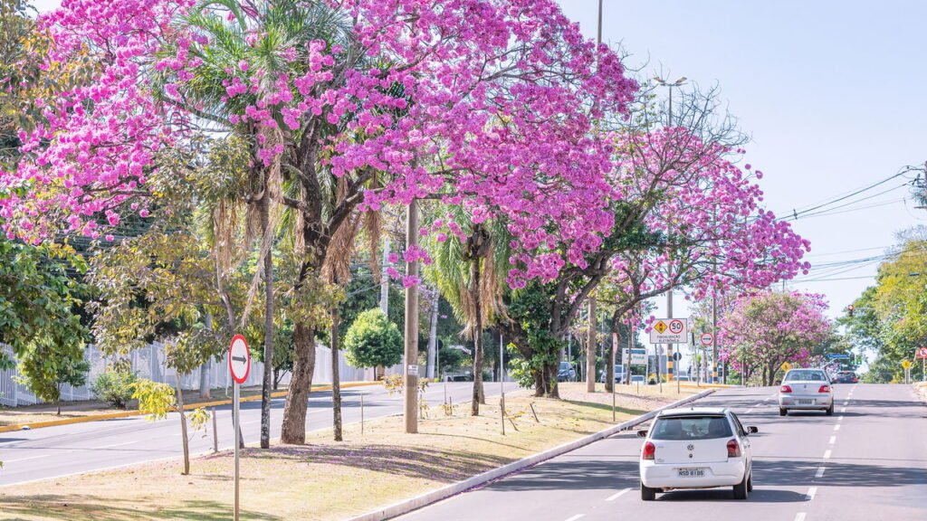Cidade com ruas arborizadas, boa infraestrutura e cultura forte atrai moradores