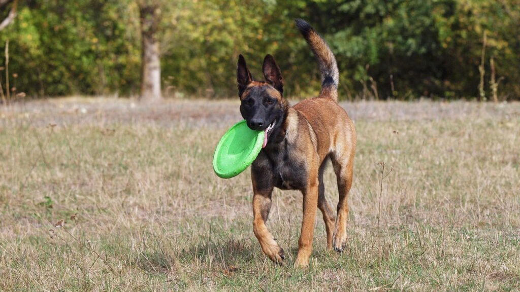 Cachorro traz brinquedos