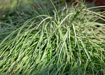 Capim-limão é o melhor repelente natural que você pode cultivar