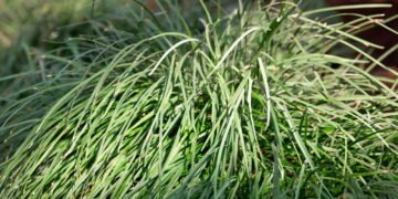 Capim-limão é o melhor repelente natural que você pode cultivar